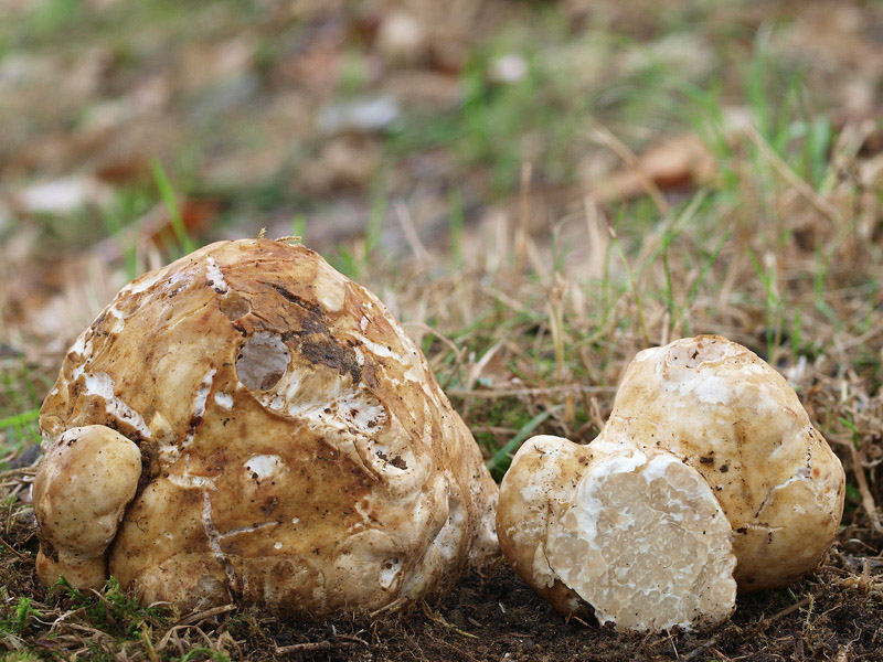 Choiromyces meandriformis