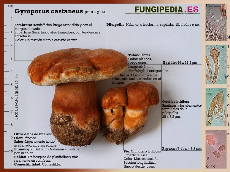 Microscopía de Gyroporus castaneus