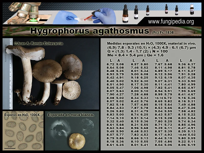 Microscopía de Hygrophorus agathosmus