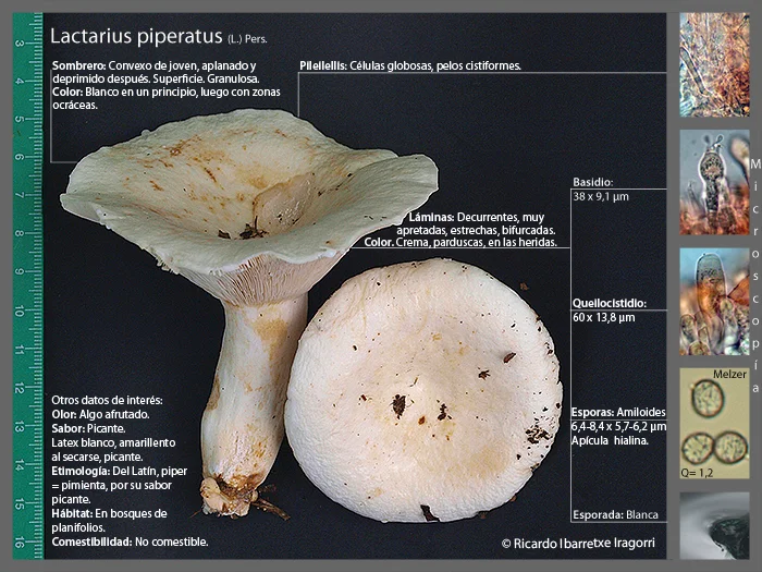 Microscopía de Lactarius piperatus