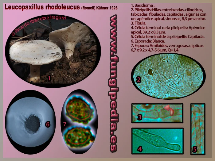 Microscopía de Pseudoclitopilus rhodoleucus=Leucopaxillus rhodoleucus