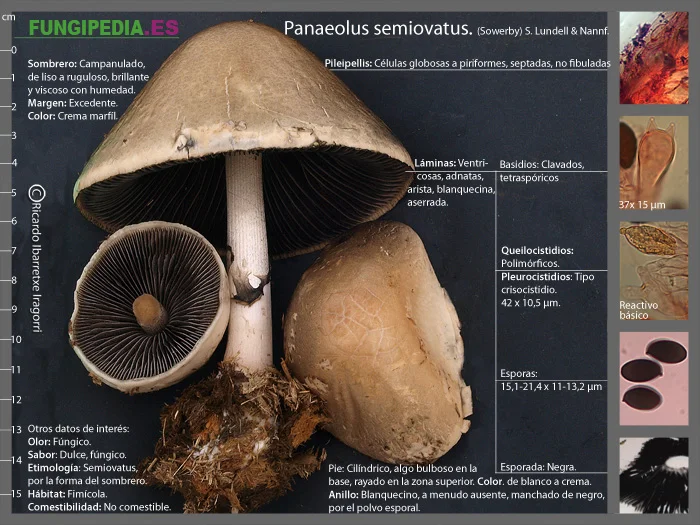 Microscopía de Panaeolus semiovatus
