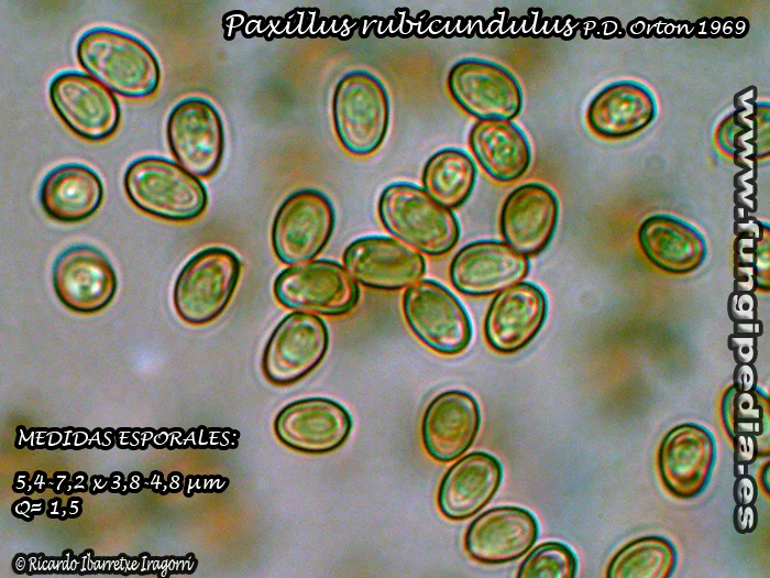 Microscopía de Paxillus rubicundulus