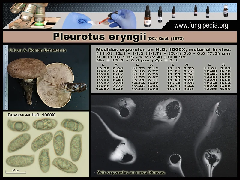 Microscopía de Pleurotus eryngii