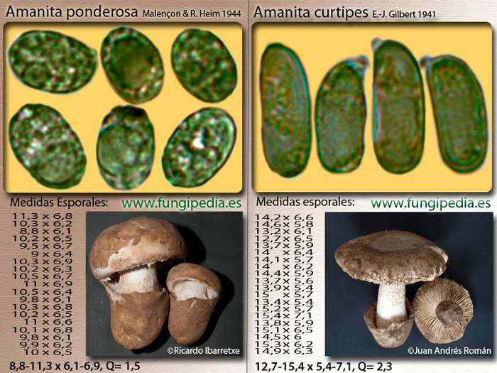 Microscopía de Amanita ponderosa