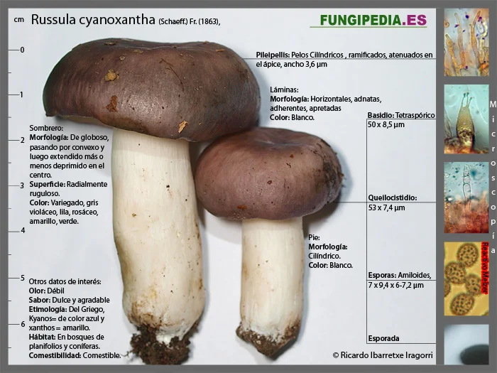 Microscopía de Russula cyanoxantha