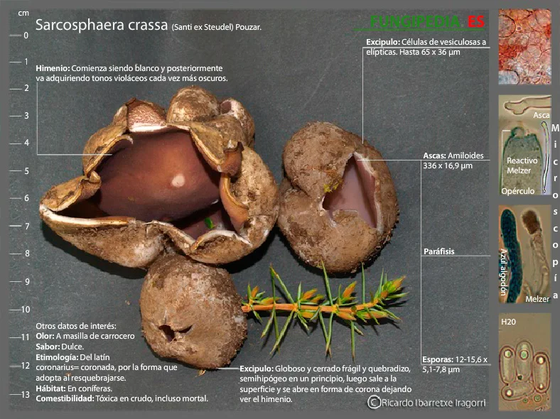 Microscopía de Sarcosphaera coronaria = Sarcosphaera crassa