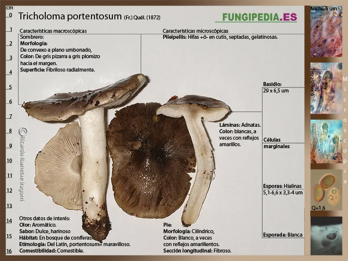 Microscopía de Tricholoma portentosum