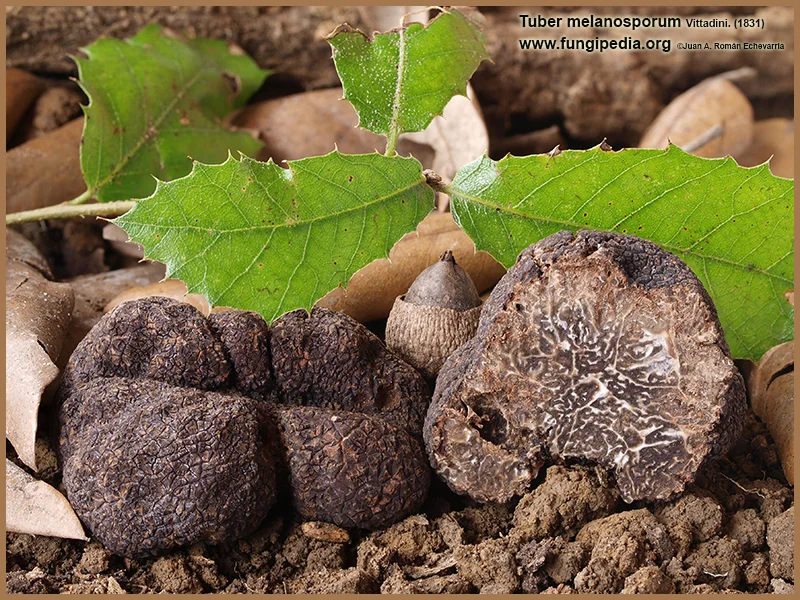 Microscopía de Tuber melanosporum