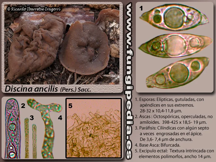 Microscopía de Discina ancilis