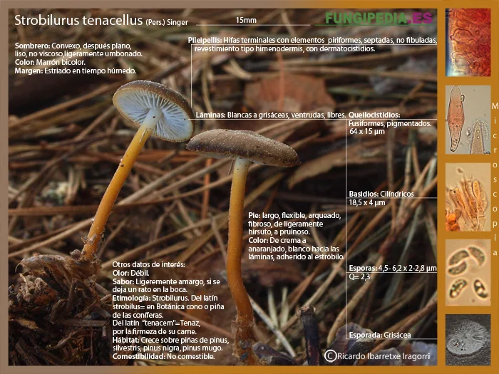 Microscopía de Strobilurus tenacellus