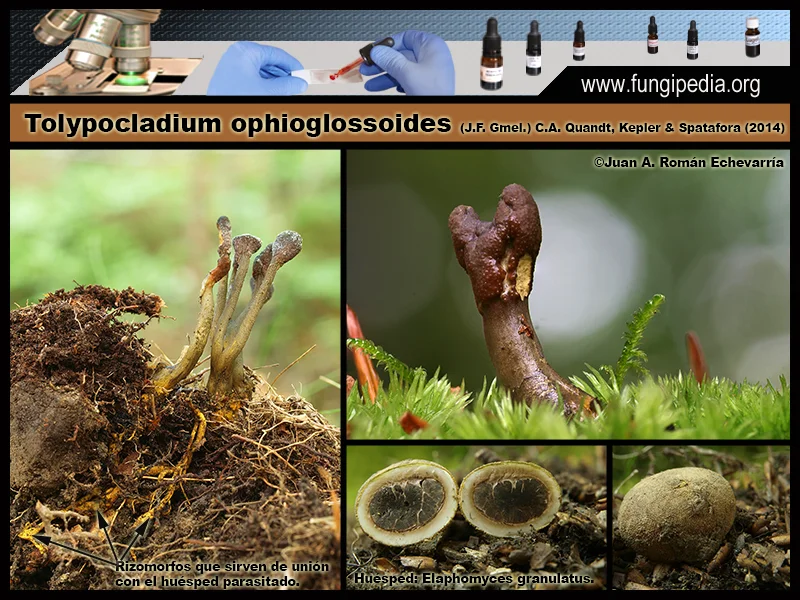 Microscopía de Tolypocladium ophioglossoides