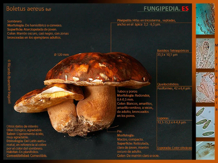 Microscopía de Boletus aereus
