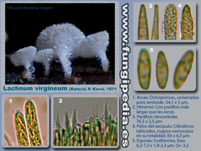 Microscopía de Lachnum virgineum