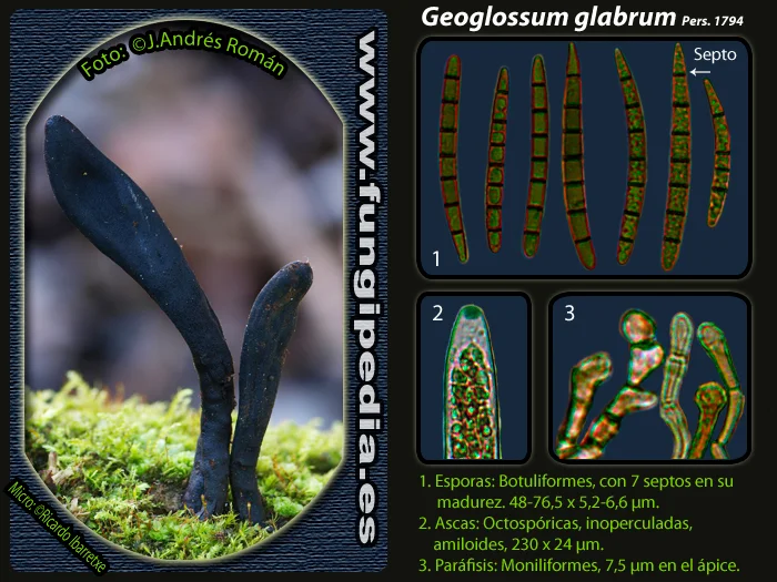 Microscopía de Geoglossum glabrum