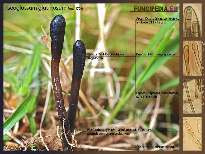 Microscopía de Glutinoglossum glutinosum = Geoglossum glutinosum