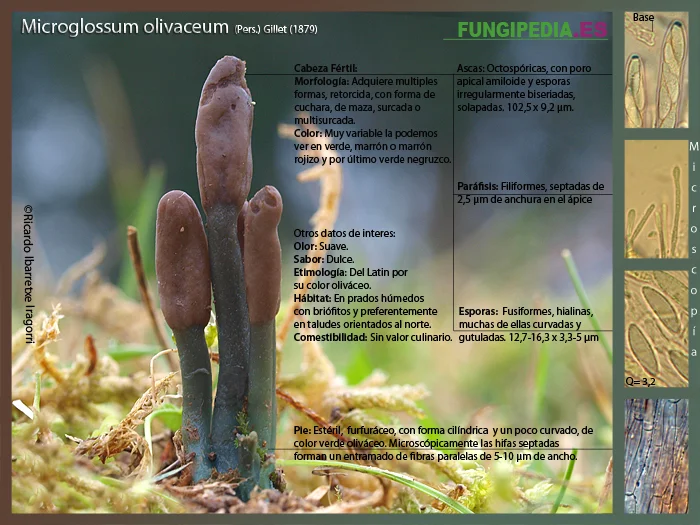 Microscopía de Microglossum olivaceum