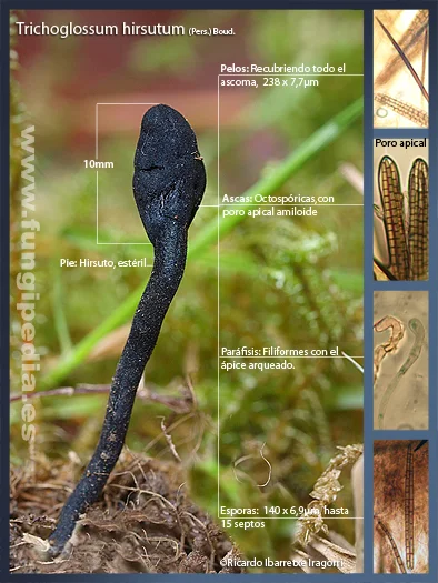 Microscopía de Trichoglossum hirsutum