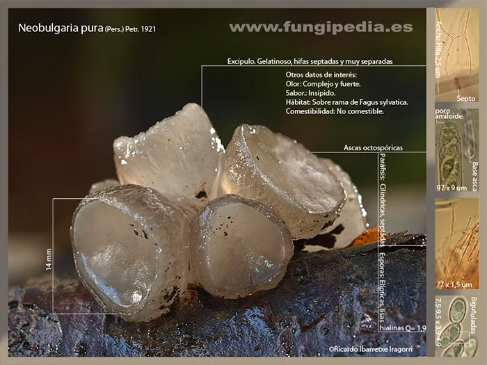 Microscopía de Neobulgaria pura