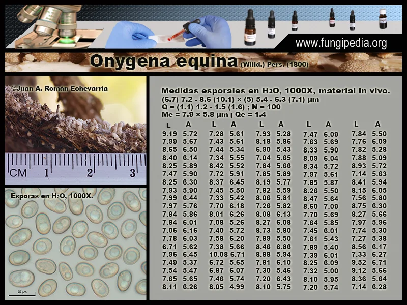 Microscopía de Onygena equina