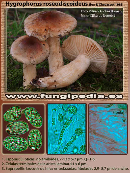 Microscopía de Hygrophorus roseodiscoideus