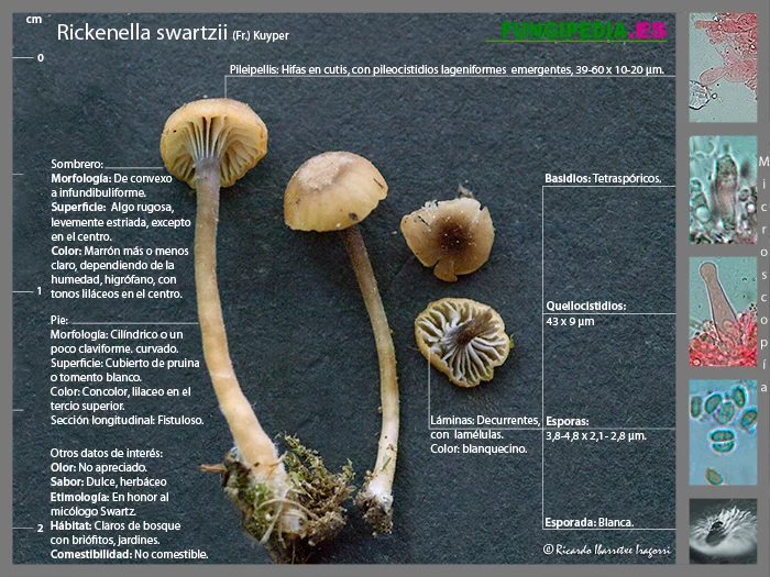 Microscopía de Rickenella swartzii