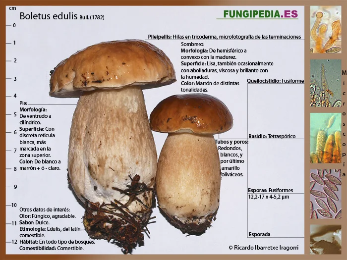 Microscopía de Boletus edulis