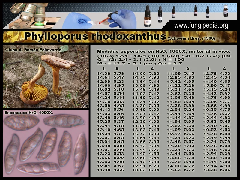 Microscopía de Phylloporus rhodoxanthus
