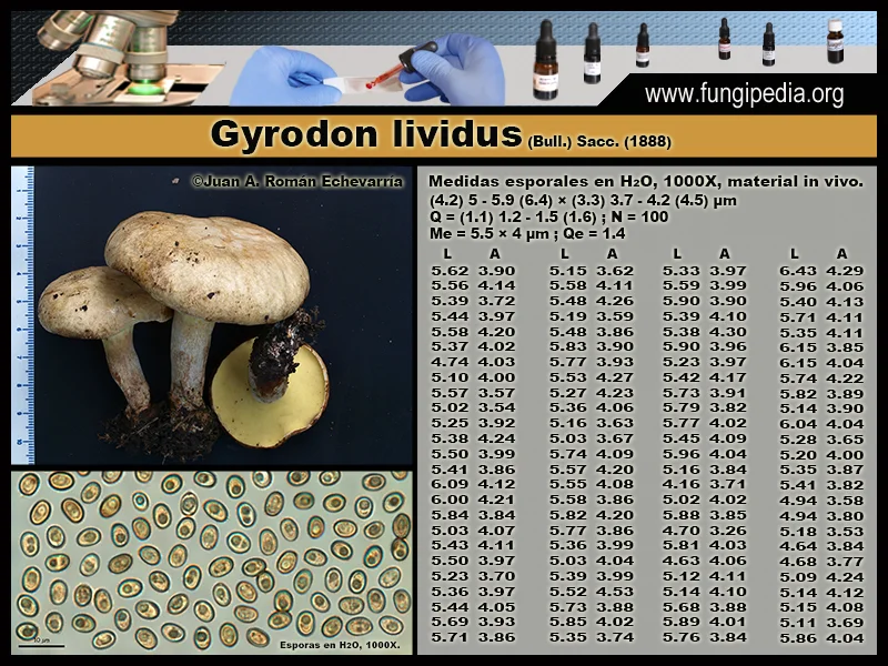 Microscopía de Gyrodon lividus
