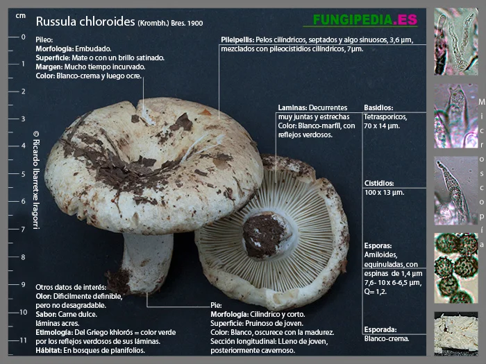 Microscopía de Russula chloroides