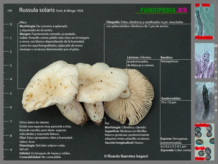 Microscopía de Russula solaris