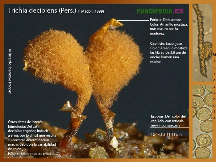 Microscopía de Trichia decipiens