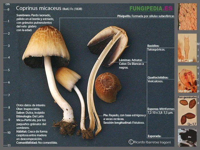 Microscopía de Coprinellus micaceus