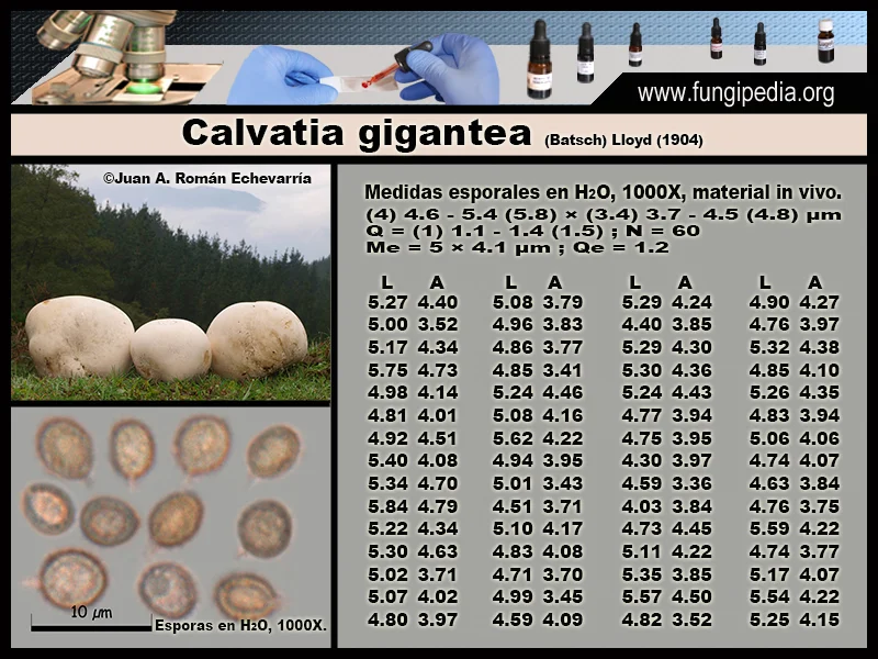 Microscopía de Calvatia gigantea