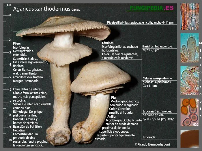 Microscópía de Agaricus xanthodermus