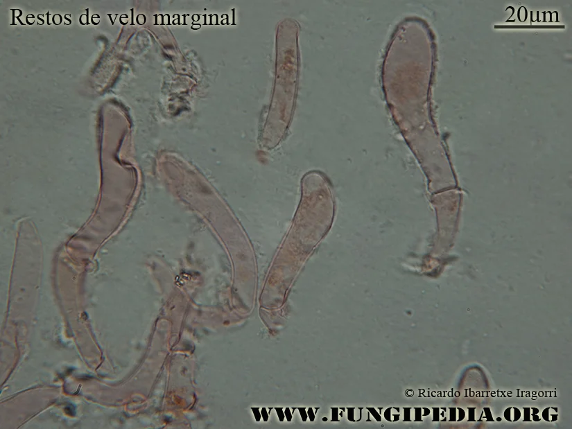 Microscopía de Conocybe vestita