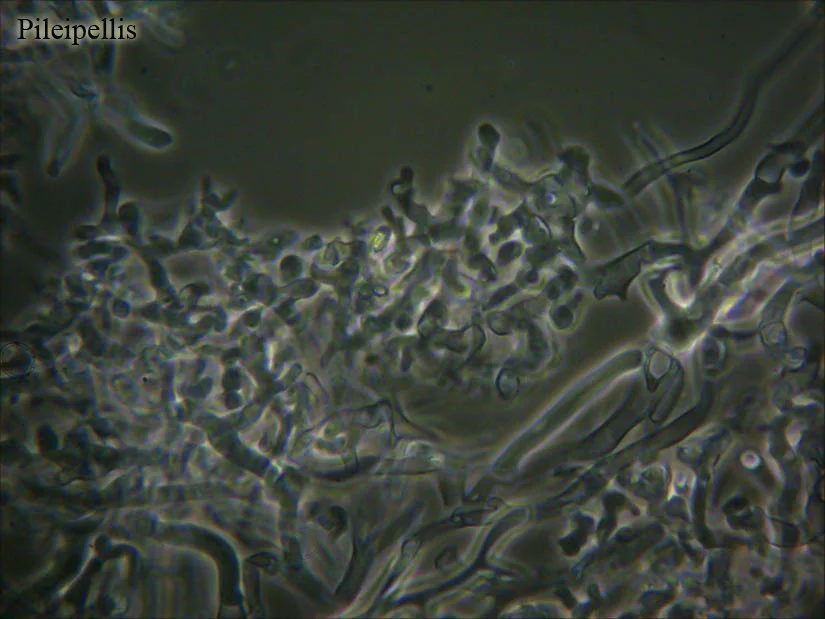 Microscopía de Marasmiellus maas-geesterani
