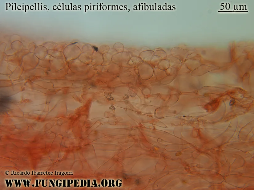 Microscopía de Pholiotina teneroides