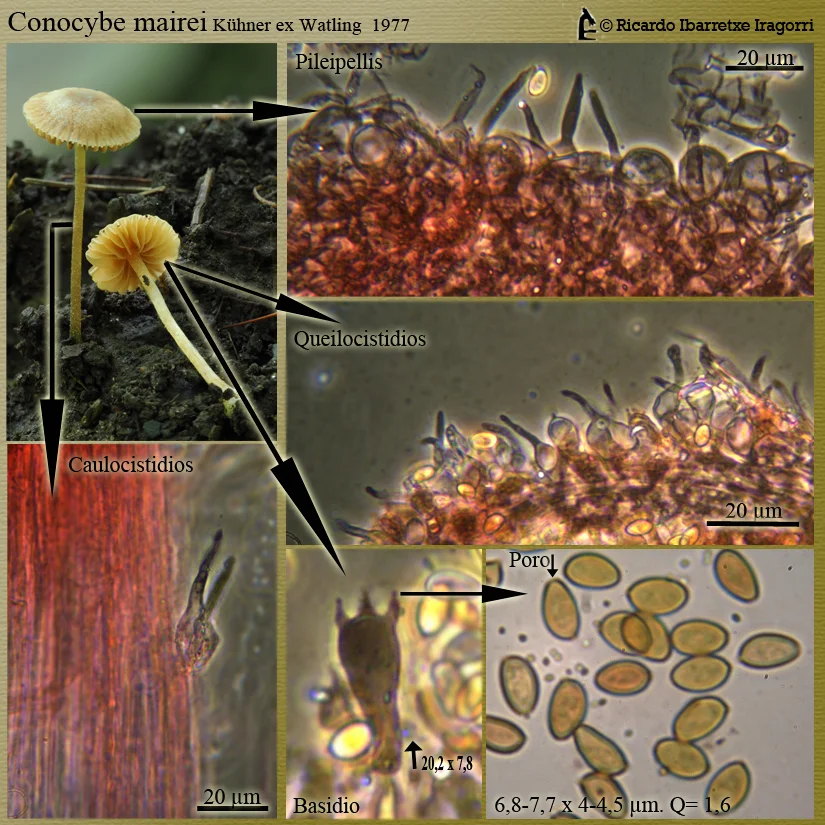 Microscopía de Conocybe mairei