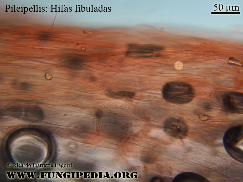 Microscopía de Entoloma opacum