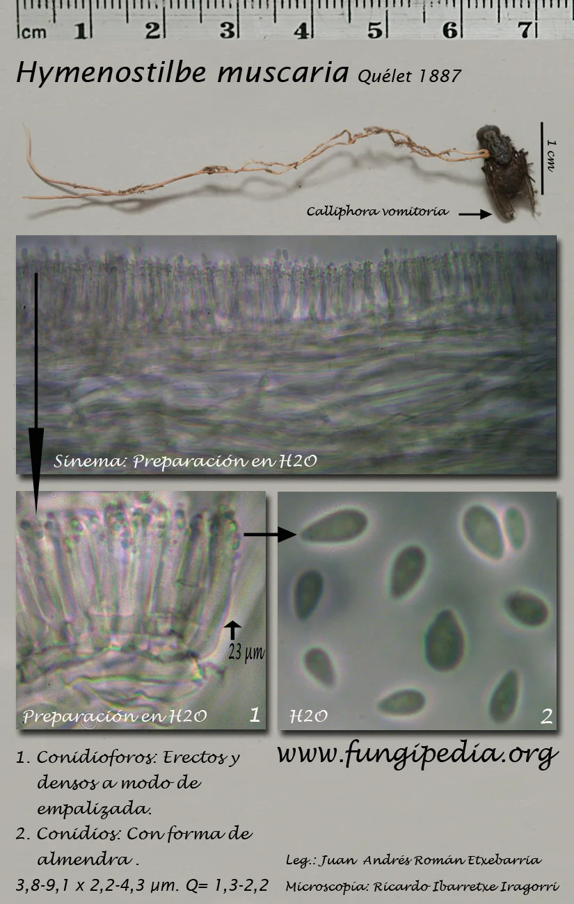 Microscopía de Himenostilbe muscaria