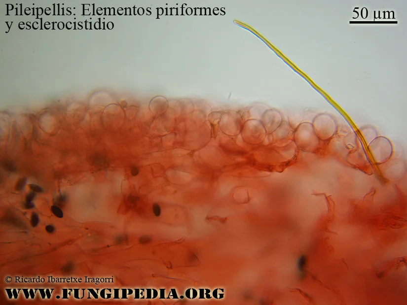 Microscopía de Psathyrella conopilus=Parasola conopilus