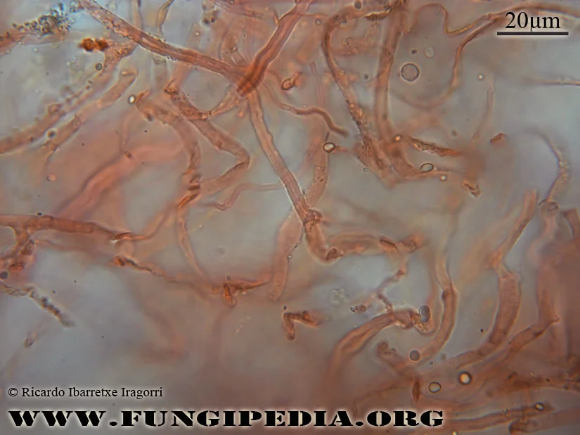 Microscopía de Tectella patellaris