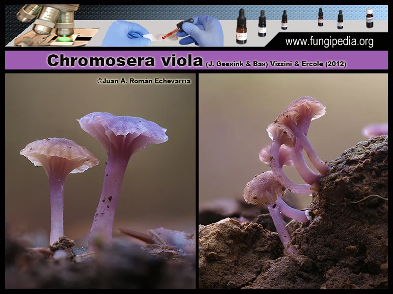 Microscopía de Chromosera viola