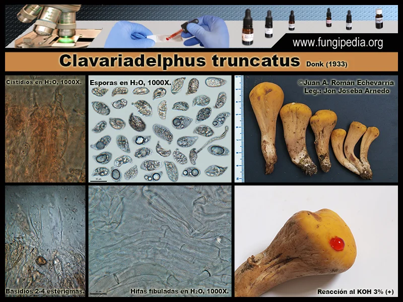 Microscopía de Clavariadelphus truncatus