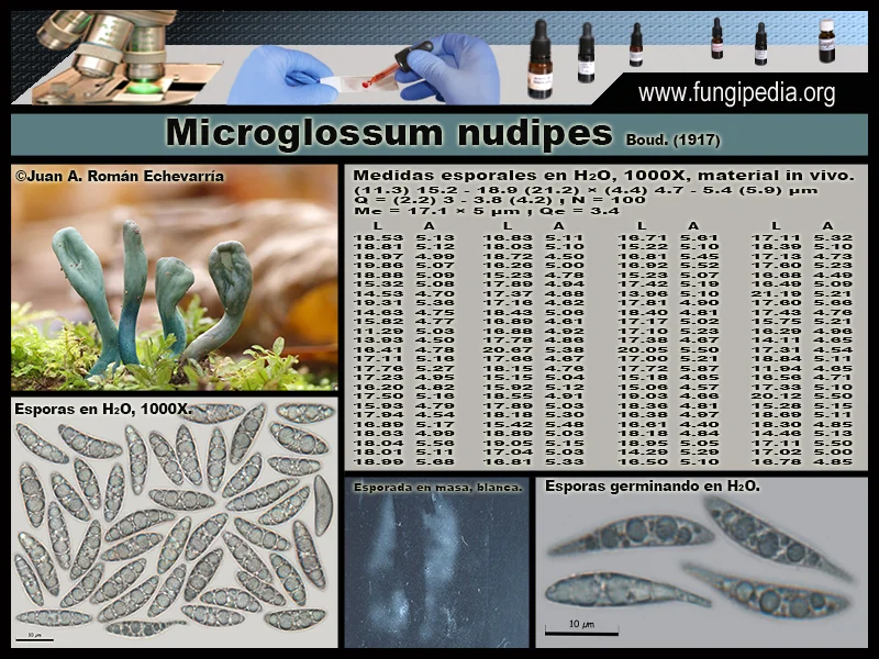 Microscopía de Microglossum nudipes