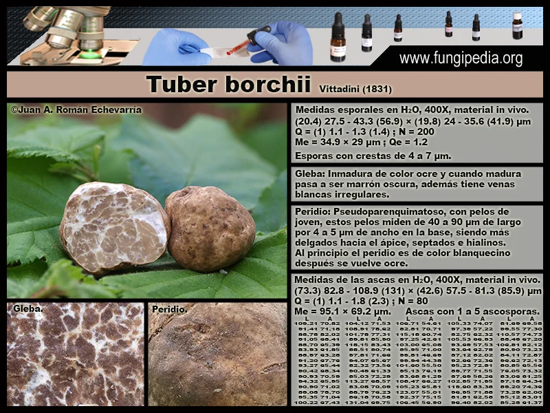 Microscopía de Tuber borchii