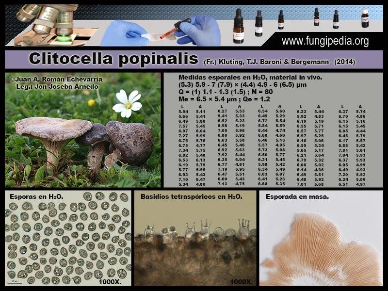 Microscopía de Clitocella popinalis