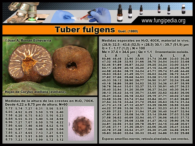 Microscopía de Tuber fulgens