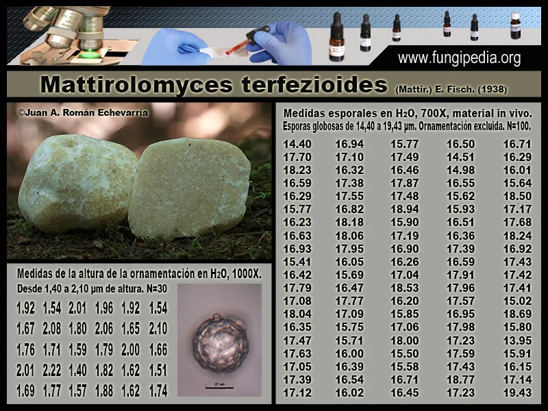 Microscopía de Mattirolomyces terfezioides